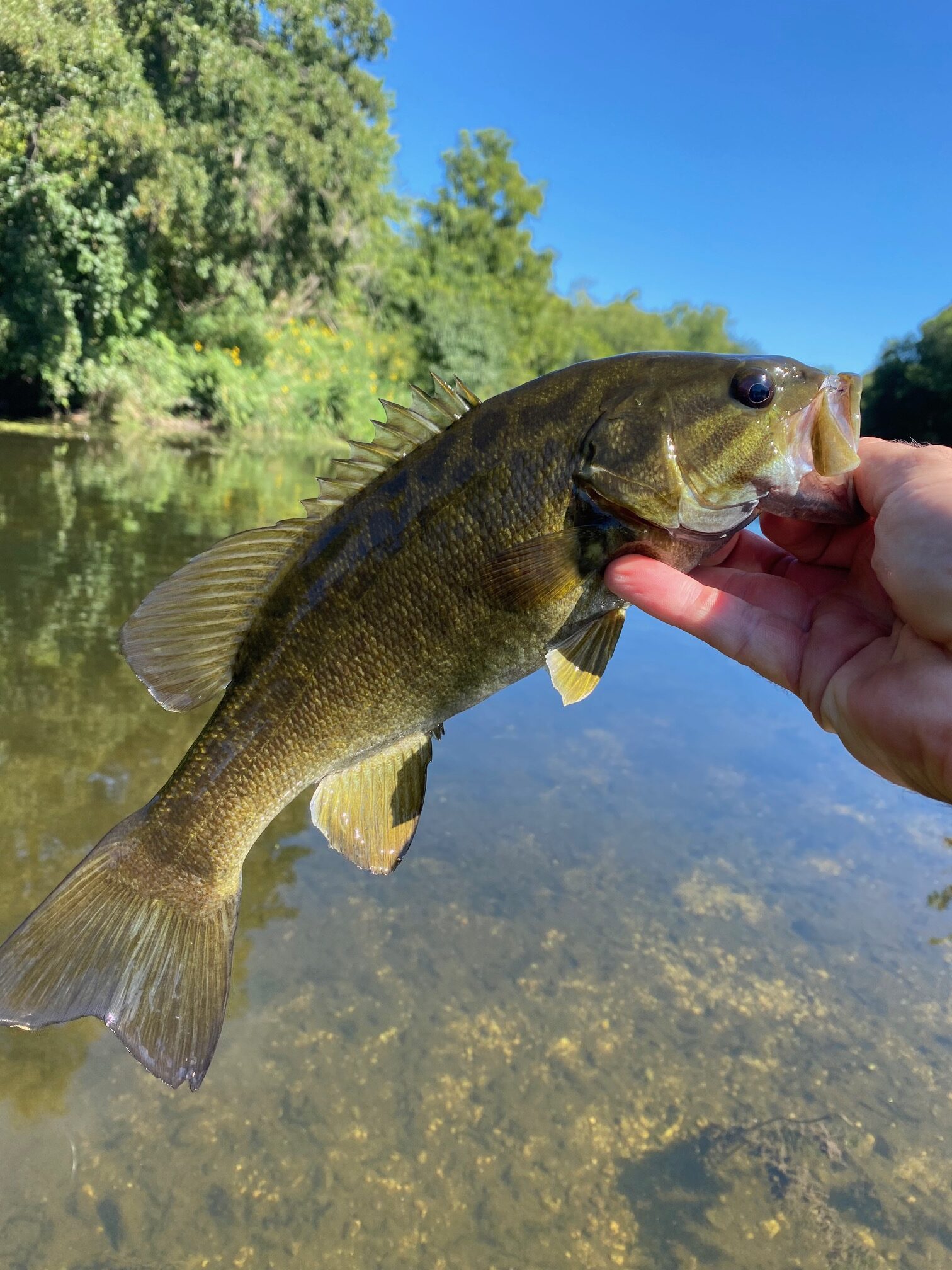 Smallies on the Fly: A Guide for River Smallmouth Bass - Wooly Buggin'